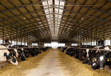 Premieră mondială realizată de Danemarca: Vacile și porcii care poluează vor fi „amendate”