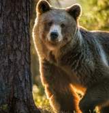 Imagine Articol Lege pentru prevenirea atacurilor de urs: Parlamentarii se reunesc...