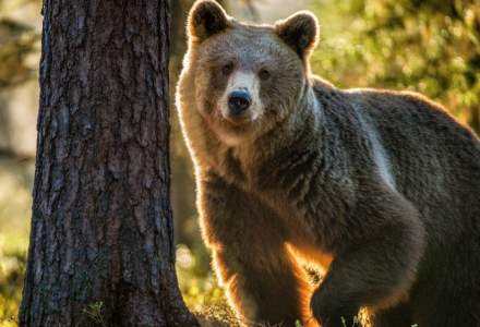 Lege pentru prevenirea atacurilor de urs: Parlamentarii se reunesc de urgență pentru a lua o decizie