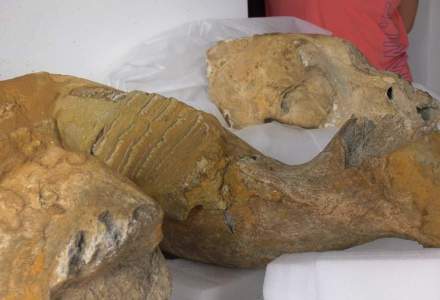 Cercetătorii au descoperit un posibil cimitir de mamuți la Buzău