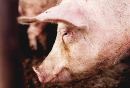 Carnea de porc din Romania ar putea fi interzisa in UE. Romalimenta anunta ca preturile ar putea "sa zboare"