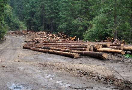 Seful Consiliului Concurentei: Anul acesta finalizam investigatia pe industria lemnului
