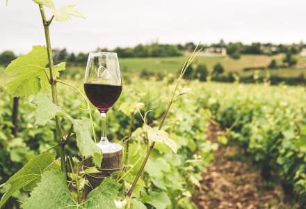 Vinul ecologic: cum se obține și cum se deosebește de cel convențional