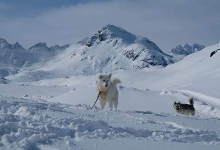 Doi turiști surprinși de o avalanşă, salvați de câinii lor care au lătrat după ajutor