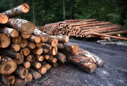 Europarlamentar: România va primi sancțiuni dure de la UE dacă nu rezolvă tăierile ilegale din păduri