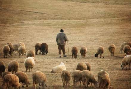 Viata la stana: cat castiga intr-o luna un cioban angajat cu ziua