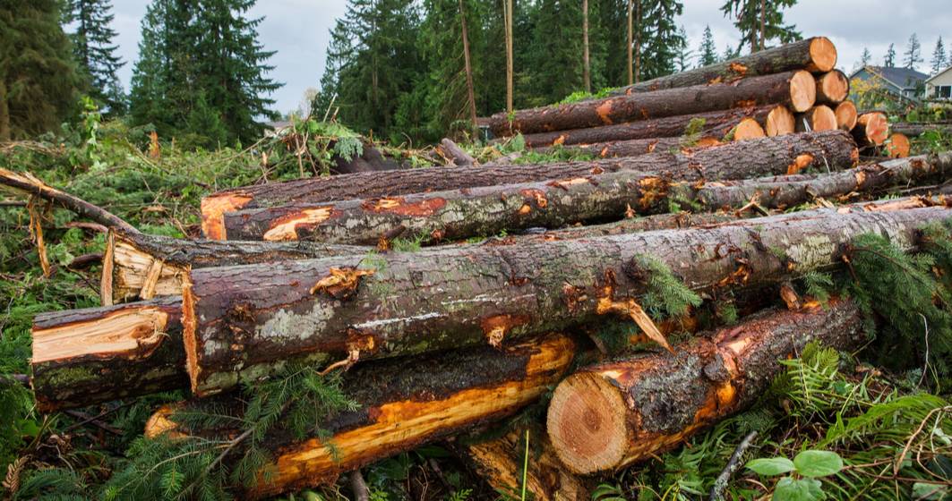 Imagine pentru articolul: Datele arată că s-a tăiat mai puțin lemn decât în anii trecuți