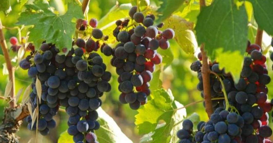 Imagine pentru articolul: Oroș: Solicităm Comisiei Europene banii neaccesați de sectorul vitivinicol ca ajutor pentru viticultorii afectați de coronavirus