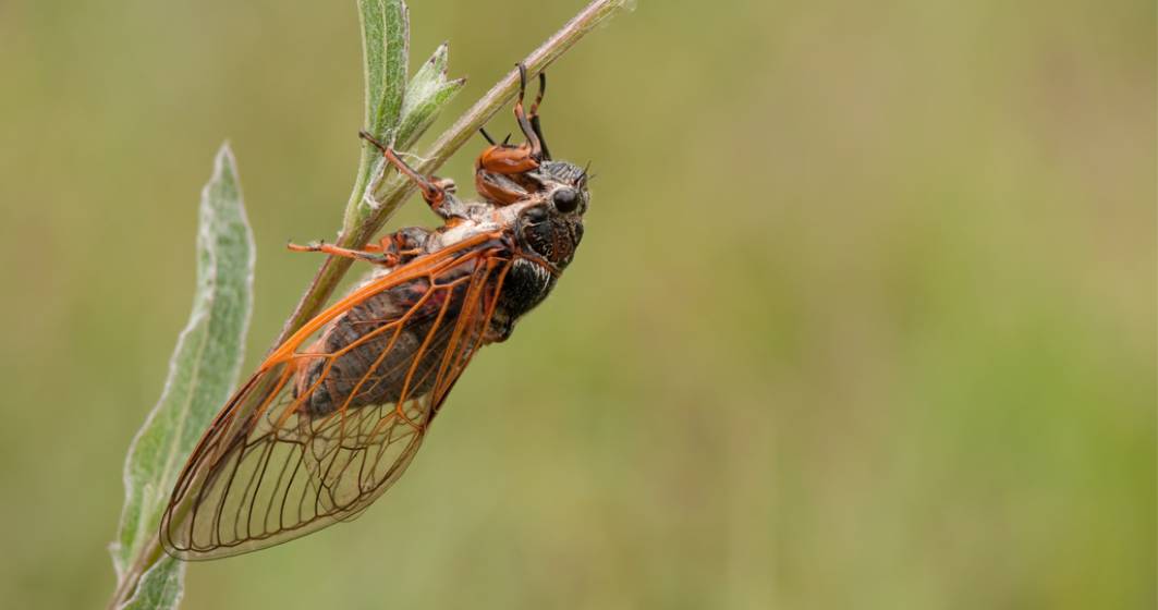 Imagine pentru articolul: SUA: Un roi imens de cicade va ieși la suprafață