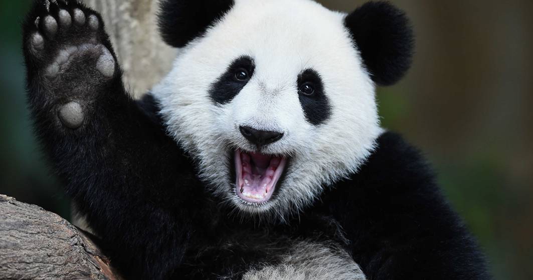 Imagine pentru articolul: VIDEO | Oficial: Urșii panda nu mai sunt pe cale de dispariție