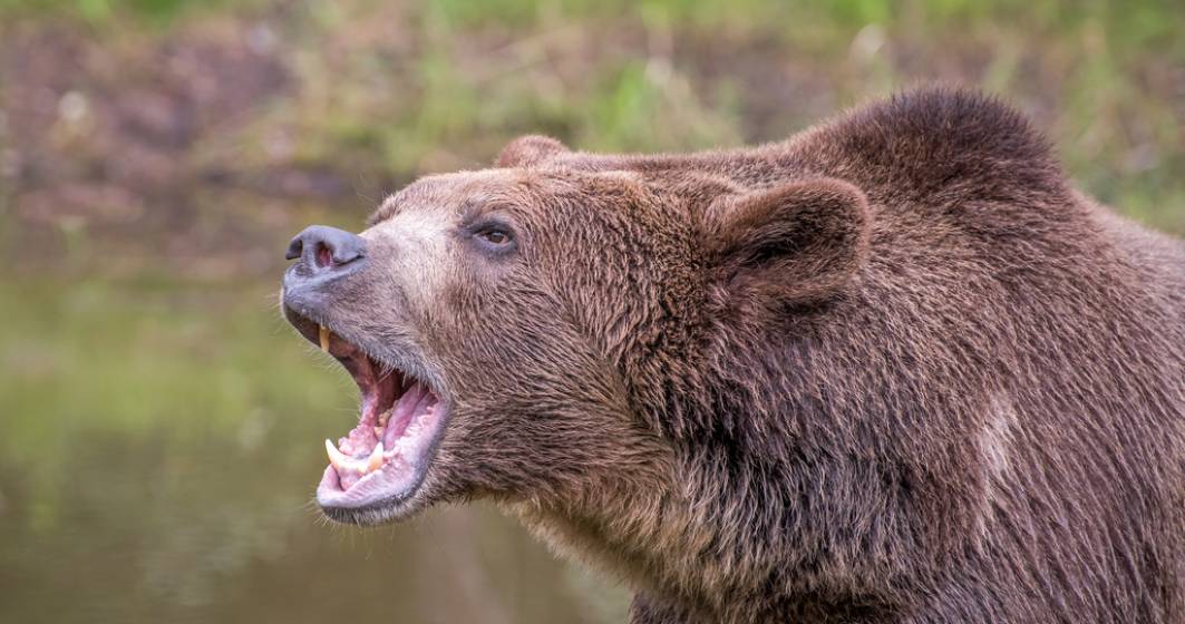 Imagine pentru articolul: Top cele mai grave atacuri ale urșilor din România în 2021