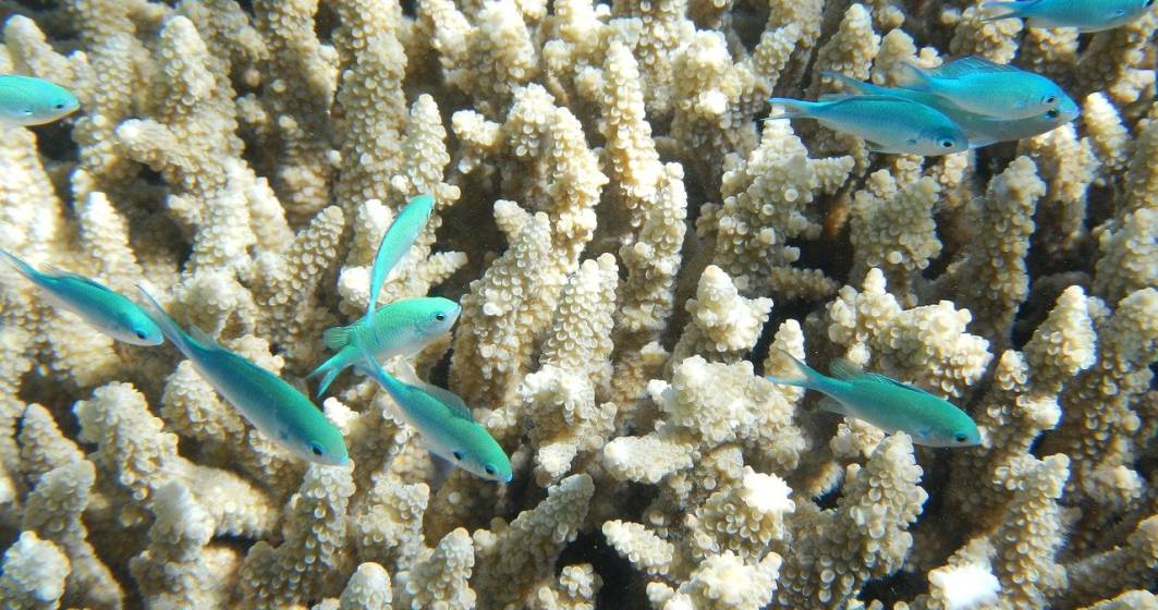 Imagine pentru articolul: Marea Barieră de Corali, în stare gravă din cauza încălzirii globale