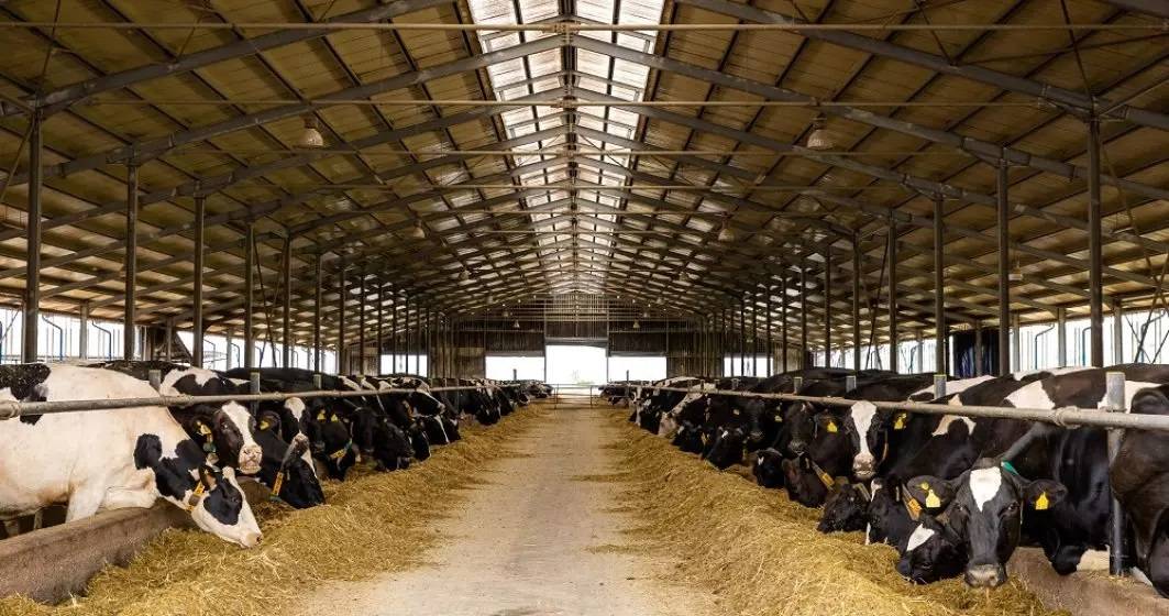 Imagine pentru articolul: DN Agrar Group a afişat un profit net în creştere cu 63%, în 2023. Producţia de lapte de vacă, motorul principal al creșterii