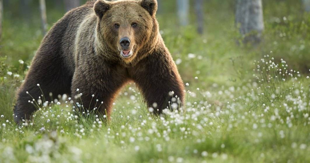 Imagine pentru articolul: Ordonanța care permite împușcarea urșilor a fost adoptată de Senat