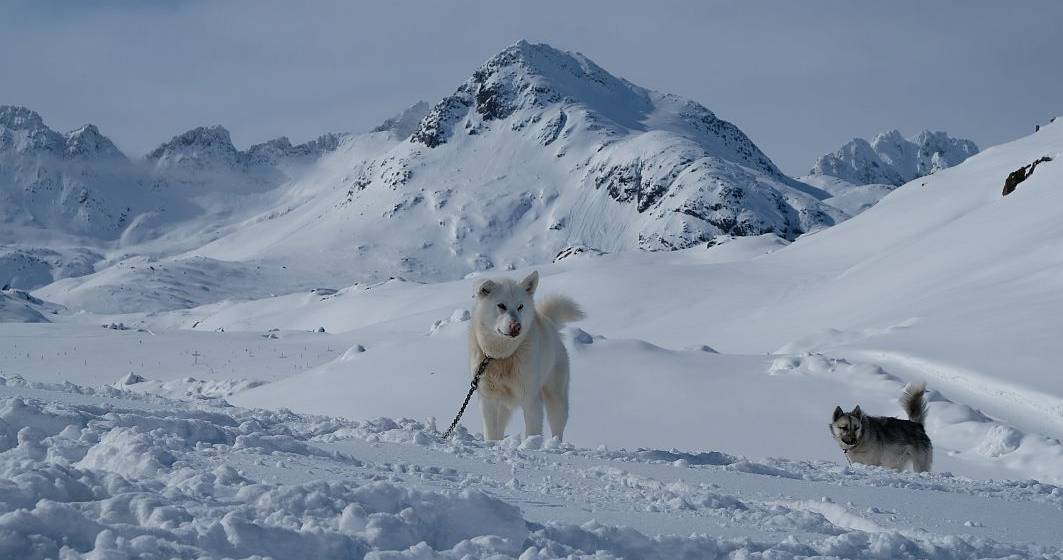 Imagine pentru articolul: Doi turiști surprinși de o avalanşă, salvați de câinii lor care au lătrat după ajutor