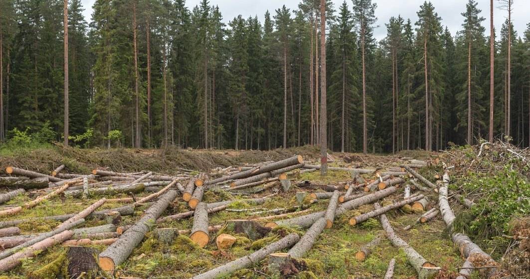 Imagine pentru articolul: România va avea o „bursă a lemnului” în 2022