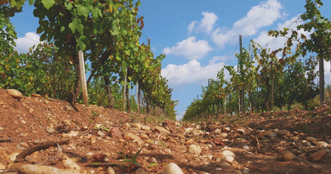 Imagine pentru articolul: Vinarte mizeaza pe vinuri premium si turism viticol pentru vanzari de 12 mil. lei in 2019
