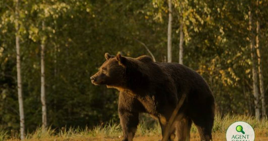 Imagine pentru articolul: Cel mai mare urs din România a fost ucis de un prinț din Austria