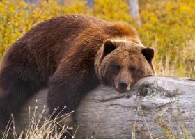 Imagine: Iohannis, despre problema urșilor în România: S-a ajuns prea departe!