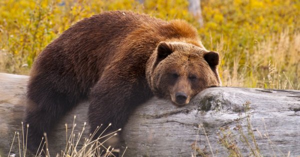 Imagine pentru articolul: Iohannis, despre problema urșilor în România: S-a ajuns prea departe!