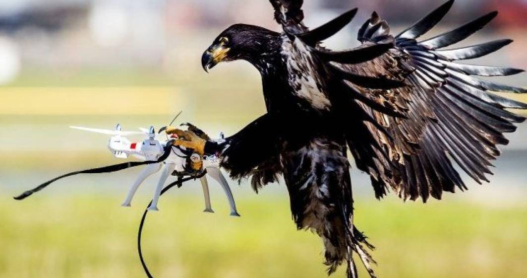 Imagine pentru articolul: Vulturii anti-drone, folositi dupa teste de succes