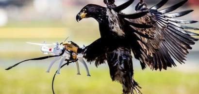 Vulturii anti-drone, folositi dupa teste care au inregistrat succes  VIDEO