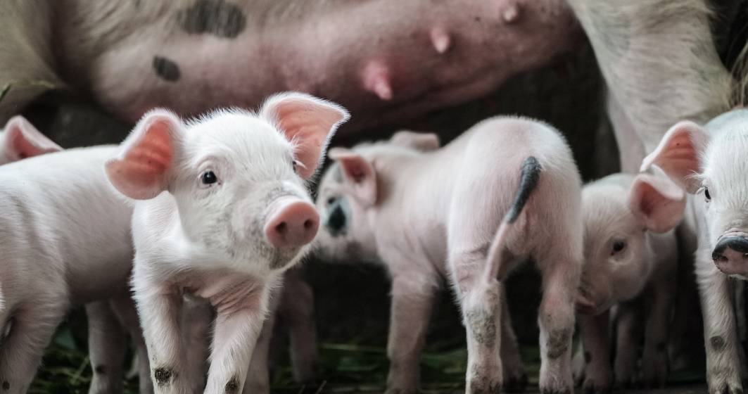 Imagine pentru articolul: Românii au plătit cu 20% mai mult pentru carnea de porc, din cauza pestei pornice