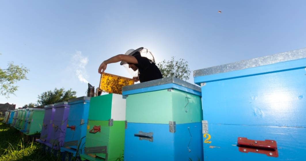 Imagine pentru articolul: Povestea Mierariei, o afacere construita ca alternativa la mierea procesata din comert