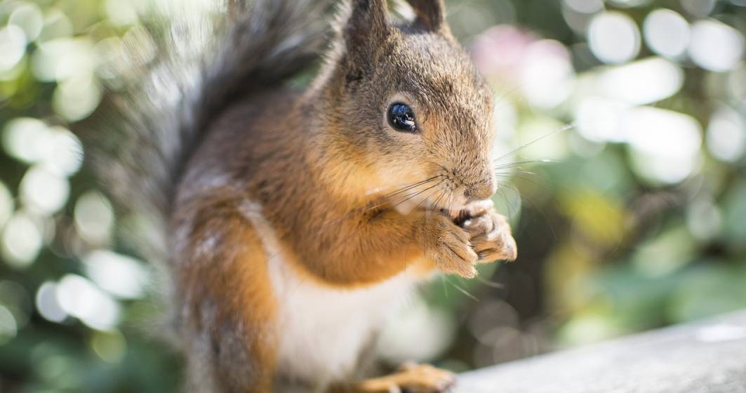 Imagine pentru articolul: O veveriţă, testată pozitiv cu ciumă bubonică în statul Colorado din Statele Unite ale Americii