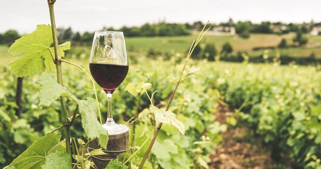 Imagine pentru articolul: Vinul ecologic, cum se obține și cum se deosebește de cel convențional