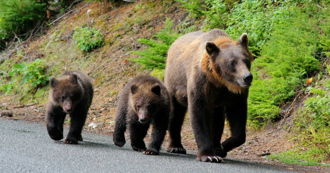 Imagine pentru articolul: Urşii terorizează de o săptămână angajaţii și pacienții unui spital din Neamț