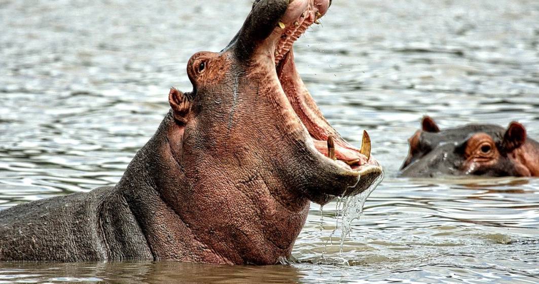 Imagine pentru articolul: ”Hipopotamii cocainei” dau bătăi de cap ecologiștilor columbieni