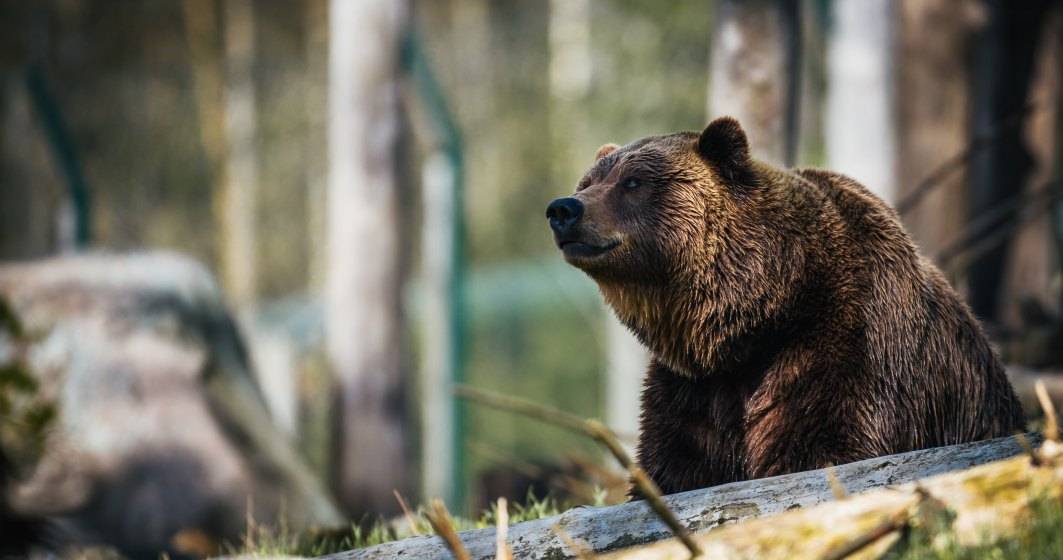 Imagine pentru articolul: Senat: Ursul a fost inclus, pentru 5 ani, pe lista animalelor ce pot fi vanate in anumite conditii