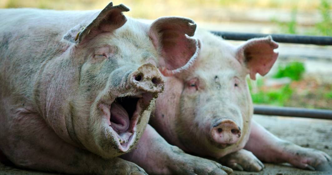 Imagine pentru articolul: Pesta Porcina Africana evolueaza in 25 de judete. Aproape 500.000 de porci, sacrificati