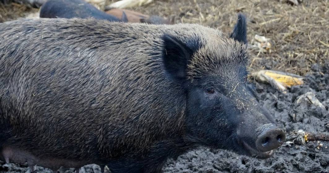 Imagine pentru articolul: Virusul pestei porcine, depistat la un mistret gasit mort pe un fond de vanatoare din judetul Botosani