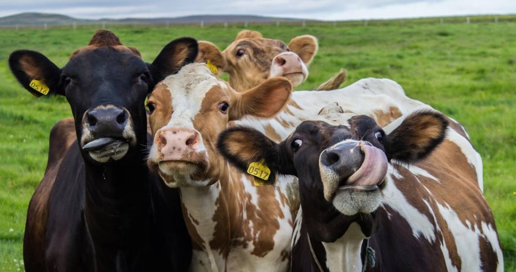 Imagine pentru articolul: DN Agrar, cel mai mare producător de lapte de vacă din România, își mărește fermele