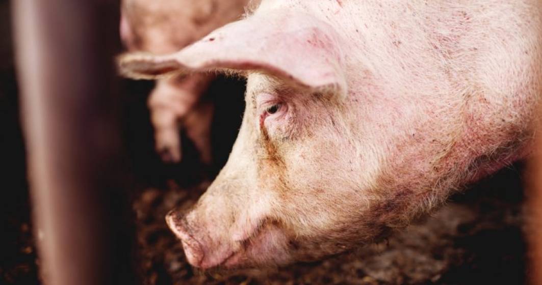 Imagine pentru articolul: Belgia vrea masuri urgente la nivel european pentru a stopa raspandirea pestei porcine africane