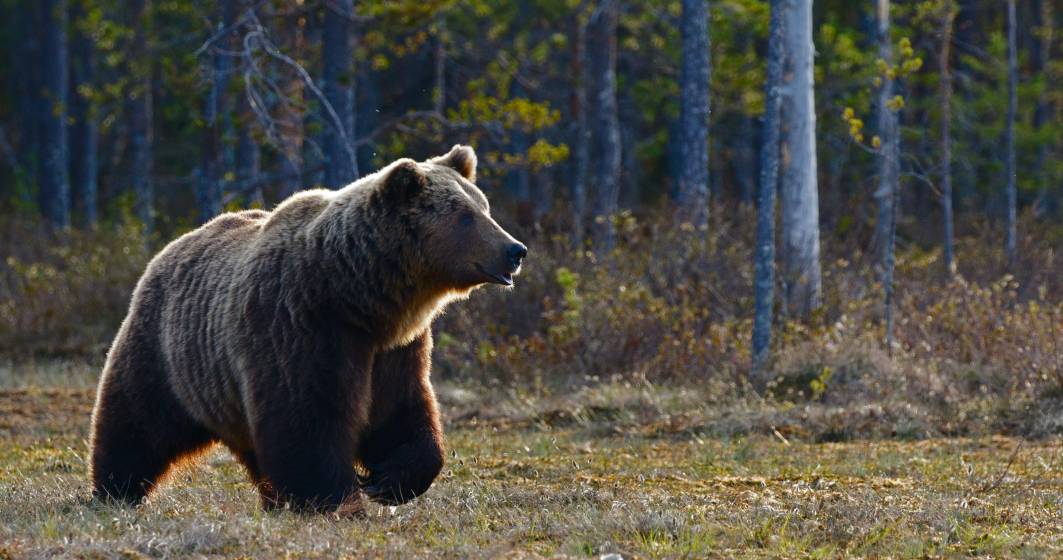 Imagine pentru articolul: Primăria Bușteni vrea să gonească urșii folosind laser și ultrasunete