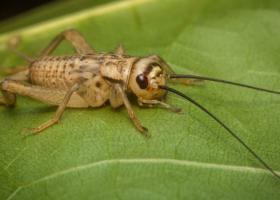 Imagine: Legea care interzice utilizarea făinii din insecte în produsele tradiționale...