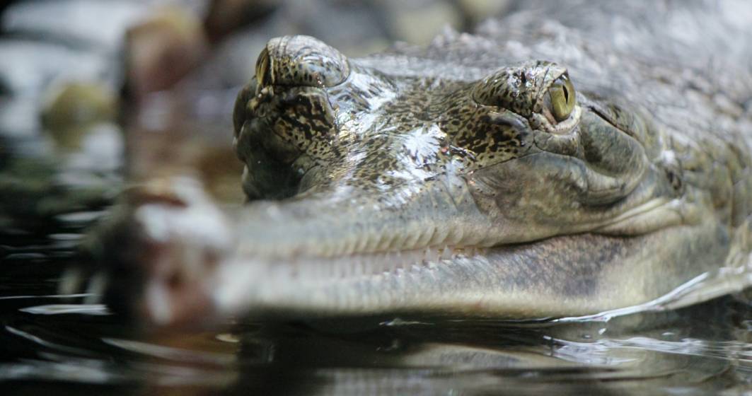 Imagine pentru articolul: Cercetătorii de la Cluj au demonstrat că pe teritoriul României au trăit crocodili acum milioane de ani