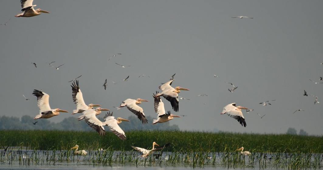 Imagine pentru articolul: JYSK finanțează protejarea habitatelor acvatice din Delta Dunării