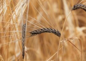 Imagine: Uniunea Europeană pregătește sancțiuni pentru cerealele din Rusia și Belarus