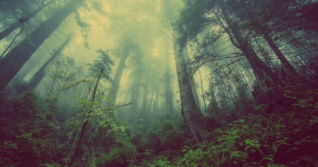 Imagine pentru articolul: Reprezentant WWF: România îşi vinde pădurile pe un volum estimat grosier