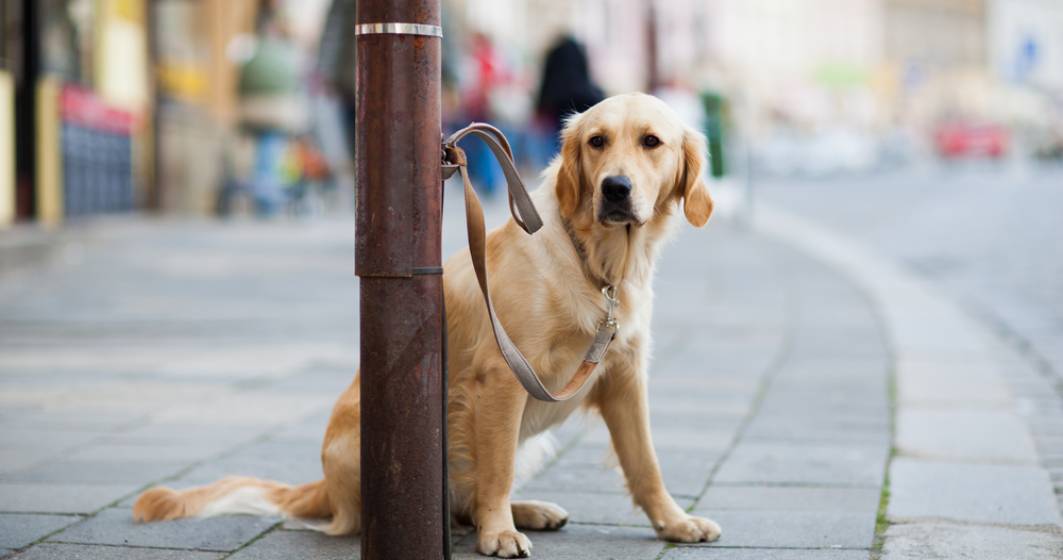 Imagine pentru articolul: Spaniolii își abandonează acum câinii. În pandemie i-au folosit pentru a ieși din case