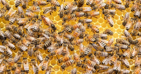 Imagine pentru articolul: România ocupă locul 2 în Europa la numărul de familii de albine