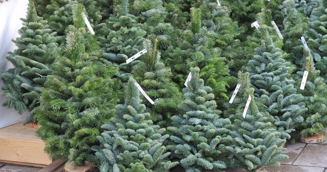 Imagine pentru articolul: IGPR: Peste 4.000 de pomi de Crăciun confiscaţi de poliţişti în ultima săptămână