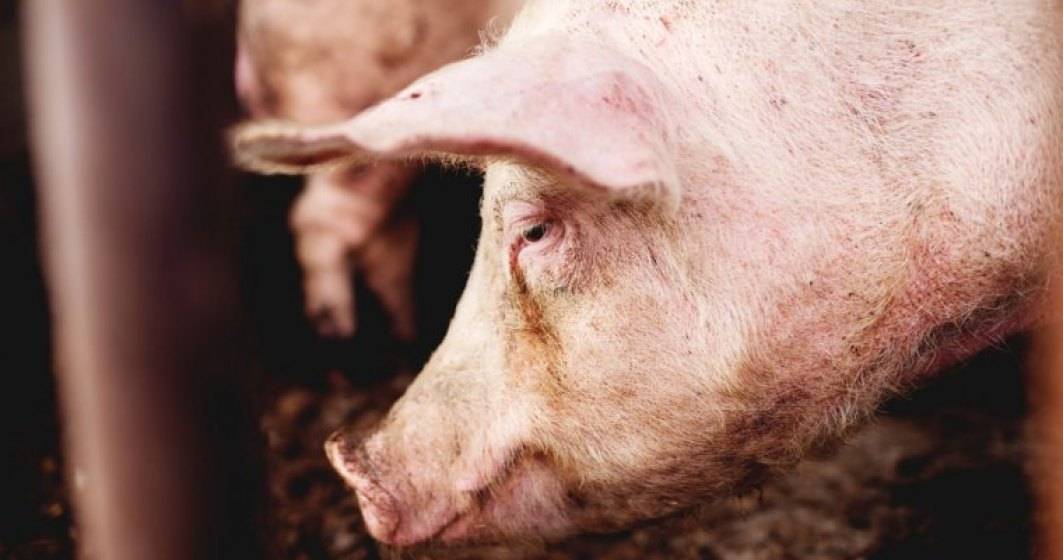 Imagine pentru articolul: MADR: Documentul privind aparitia pestei porcine in Romania a fost depus la Administratia Prezidentiala