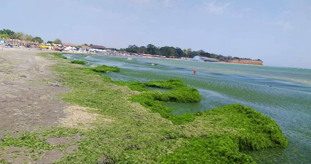 Imagine pentru articolul: ”Mareea verde” a apărut din nou pe plajele de pe litoralul românesc