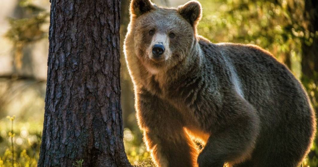 Imagine pentru articolul: Lege pentru prevenirea atacurilor de urs: Parlamentarii se reunesc de urgență pentru a lua o decizie