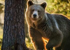 Imagine: Lege pentru prevenirea atacurilor de urs: Parlamentarii se reunesc de urgență...
